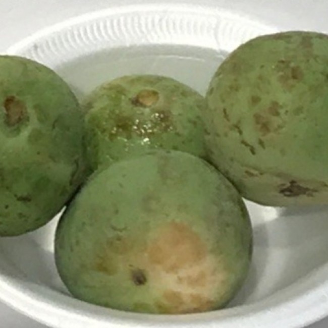 TINDA / APPLE GOURD 500g